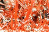 Bright Orange Crocoite Crystal Cluster - Tasmania #182731-2